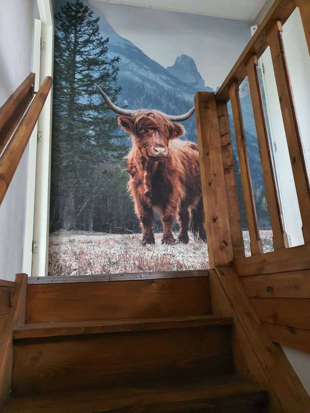 Highlander scozzese tra gli alberi