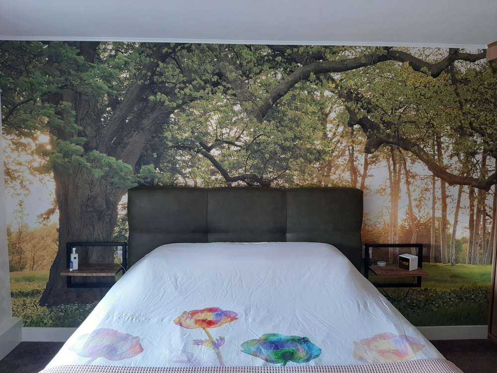 Spazio aperto nella foresta