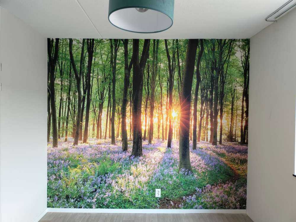 Sentiero della foresta all'alba