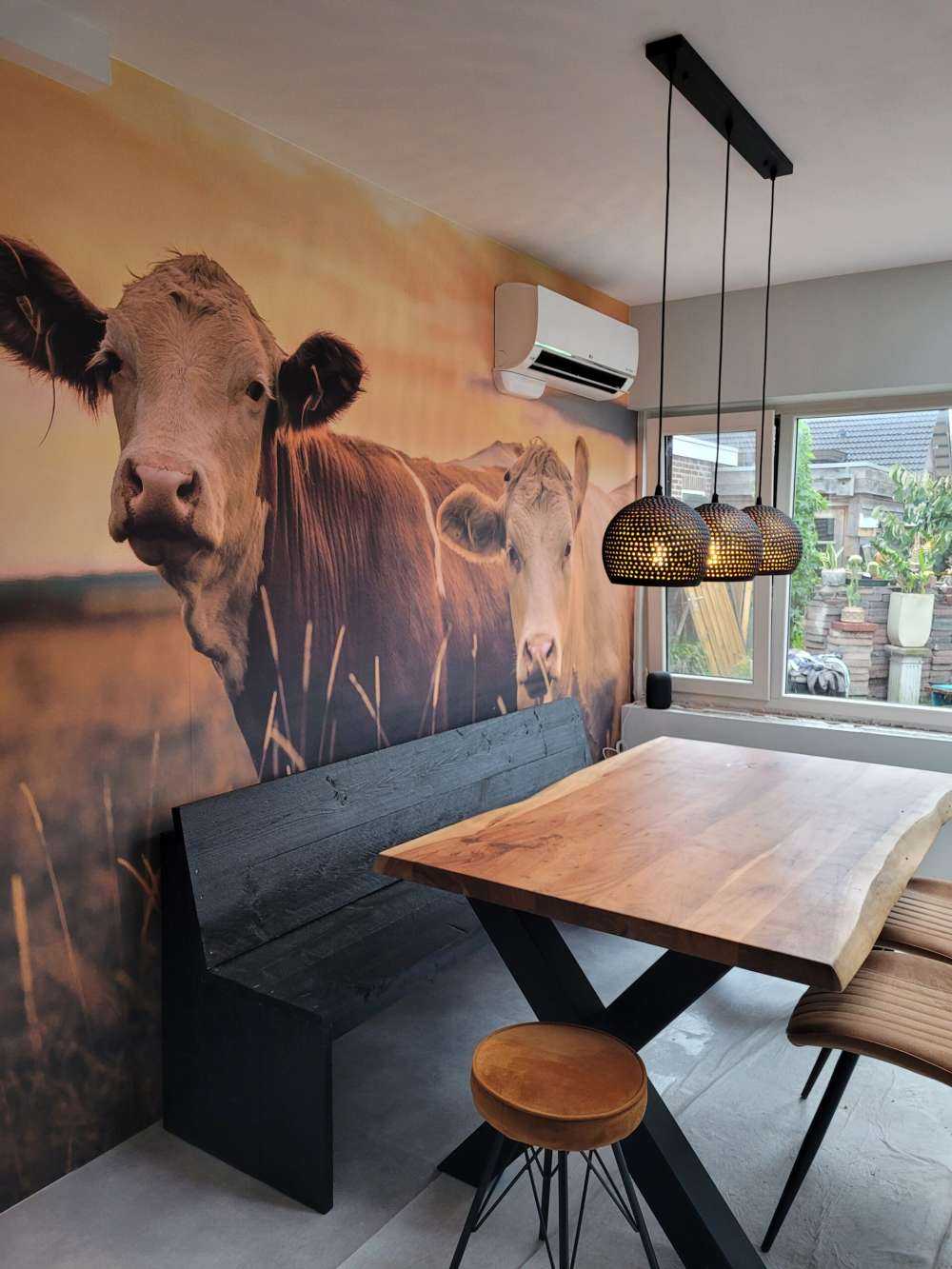 Mucche al sole della sera