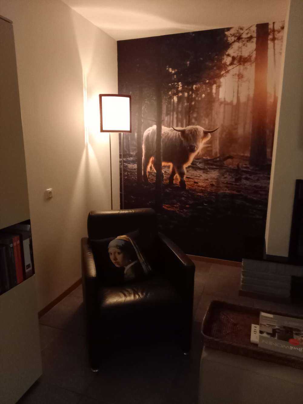 Highlander scozzese bianco