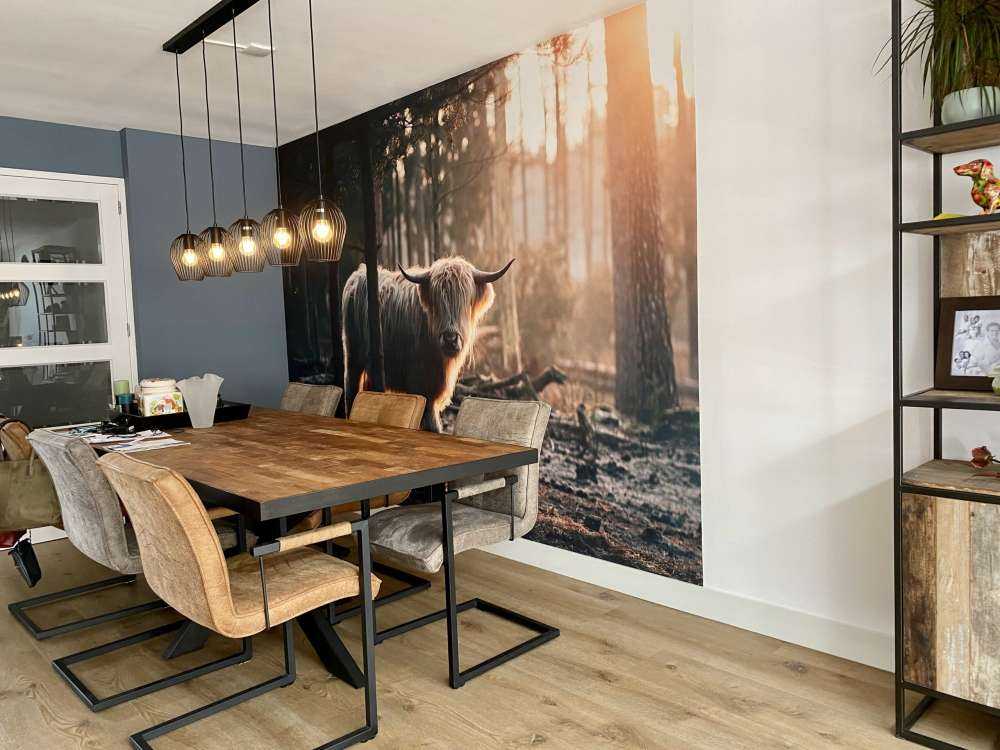 Highlander scozzese bianco