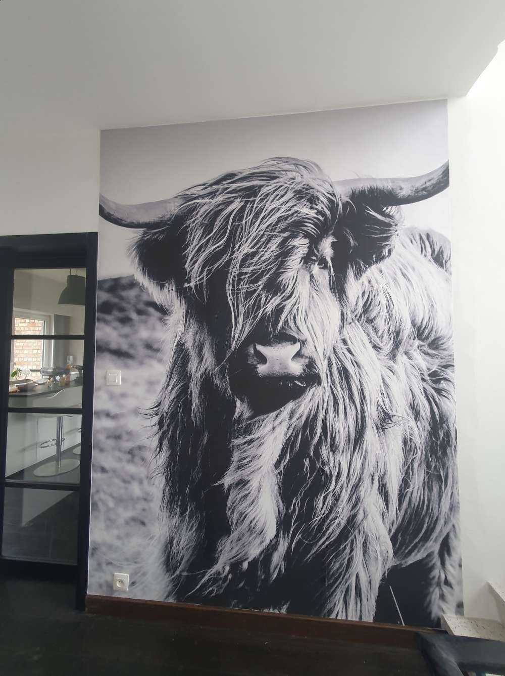 Highlander scozzese in bianco e nero