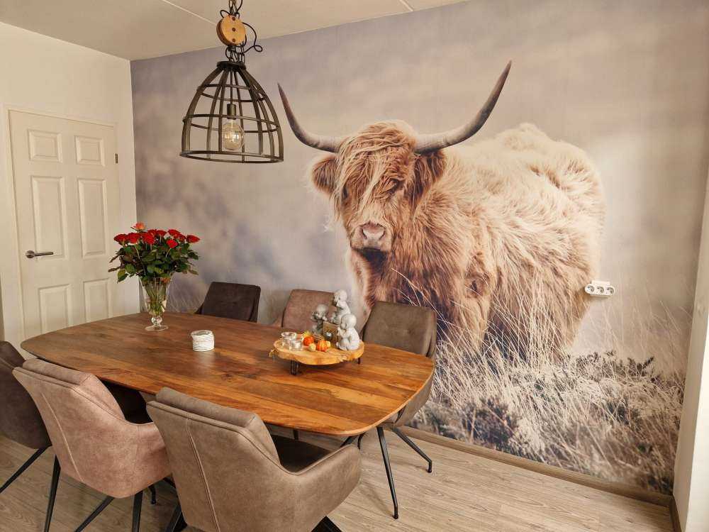 Highlander scozzese in natura