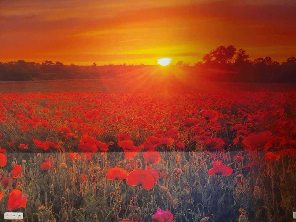 Campo di papaveri in fiore