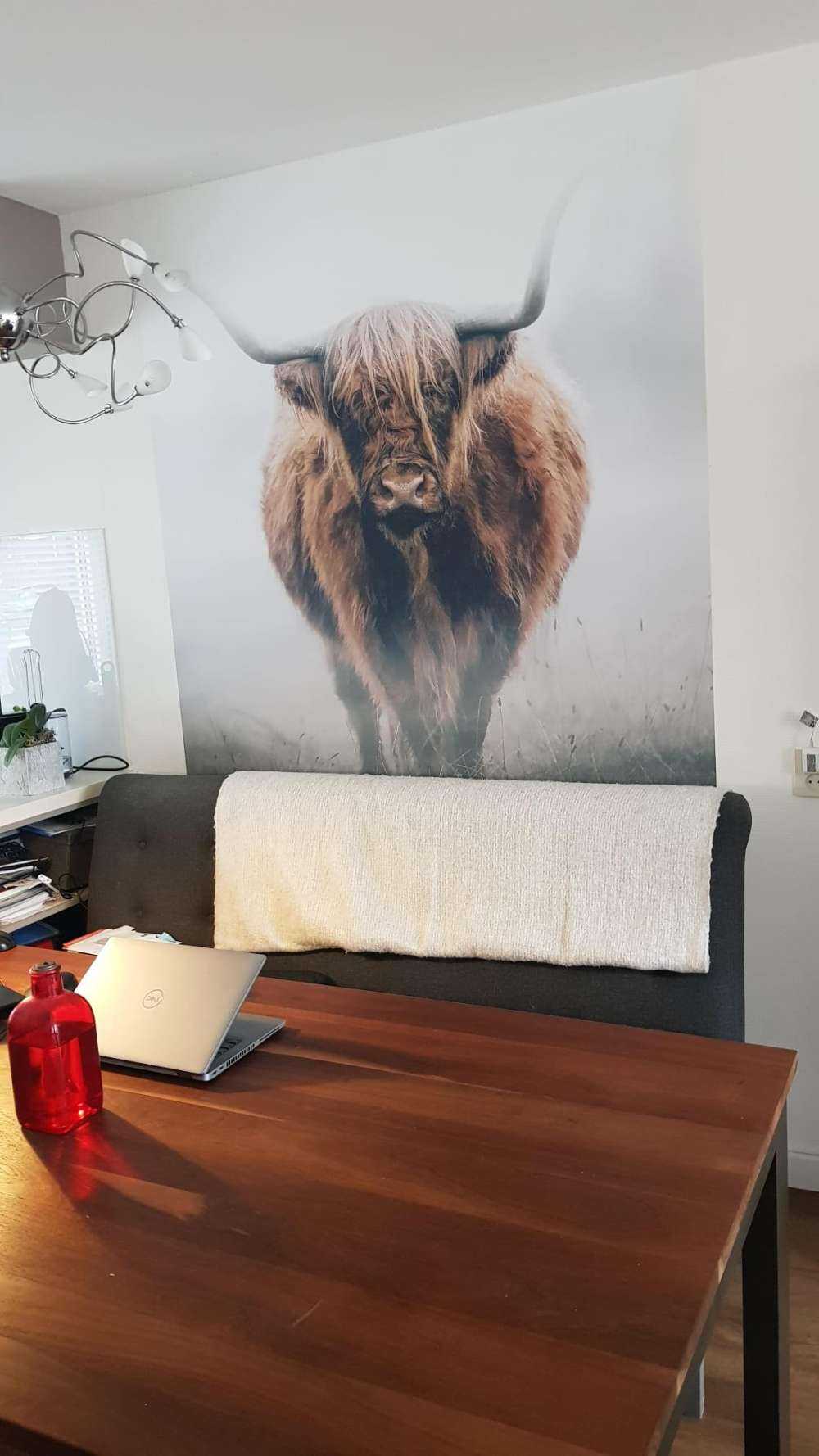 Highlander scozzese in una fitta nebbia