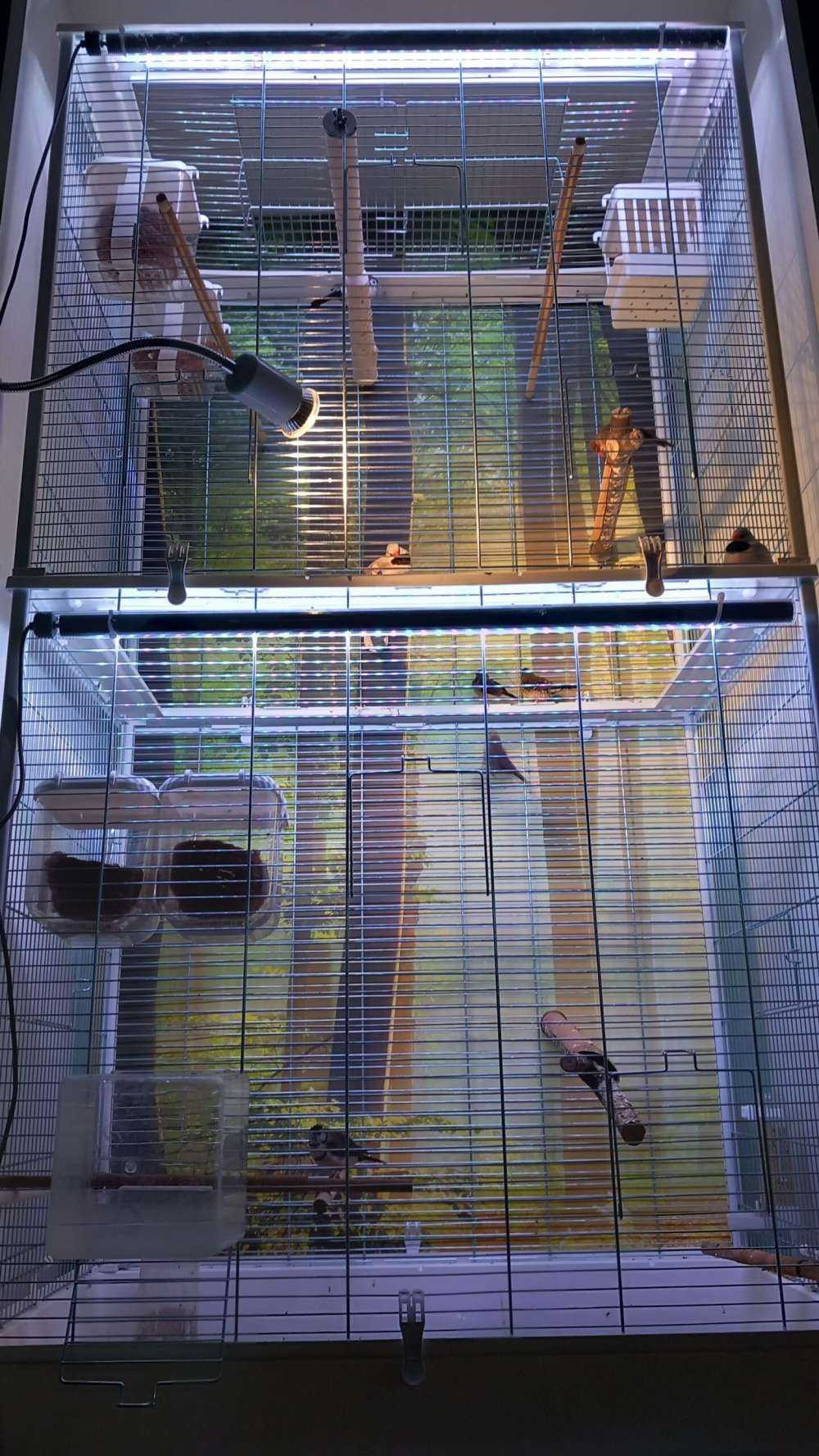 Il sole del mattino tra gli alberi