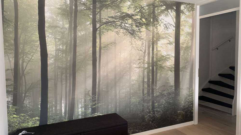 Foresta verde nella nebbia