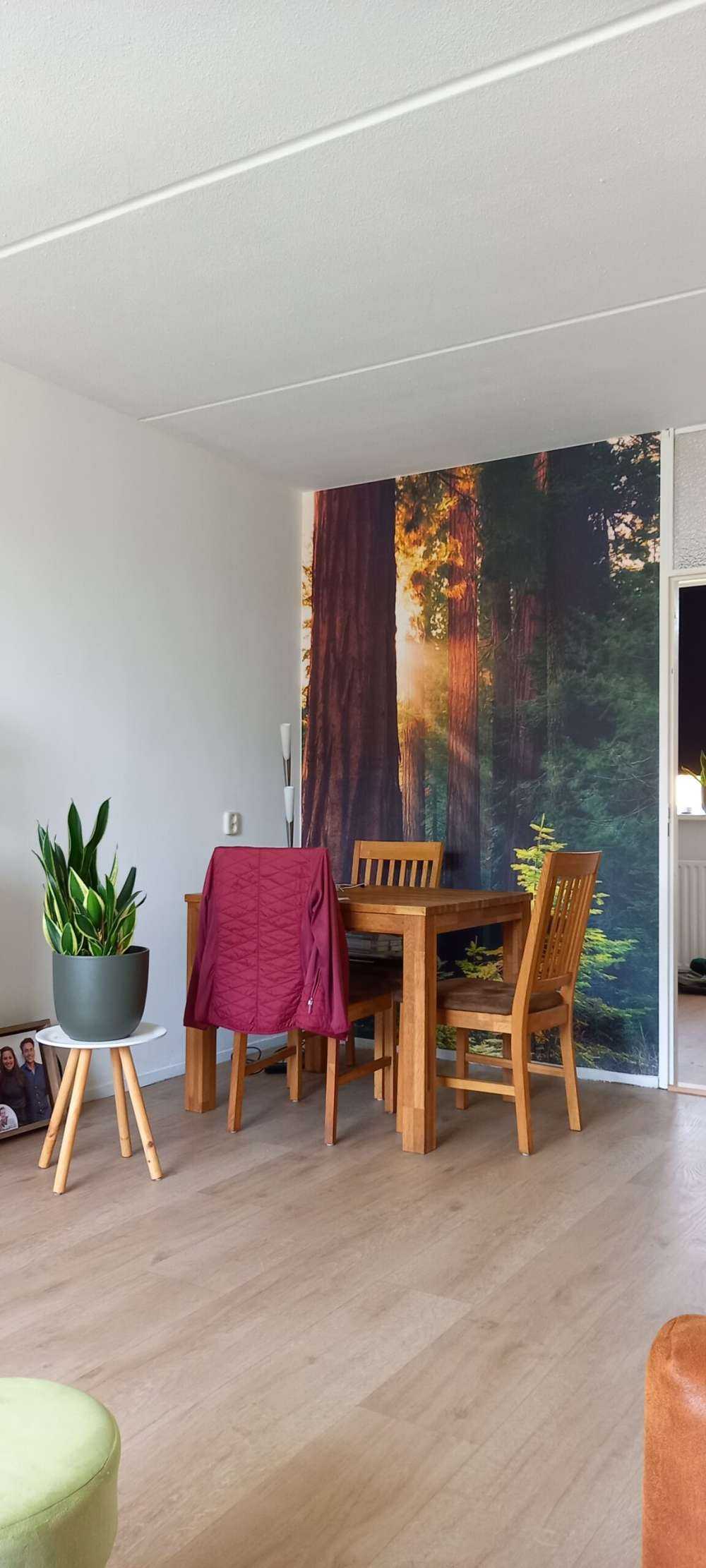 Luce del sole tra gli alberi di mogano