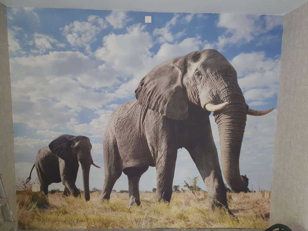 Elefanti di passaggio