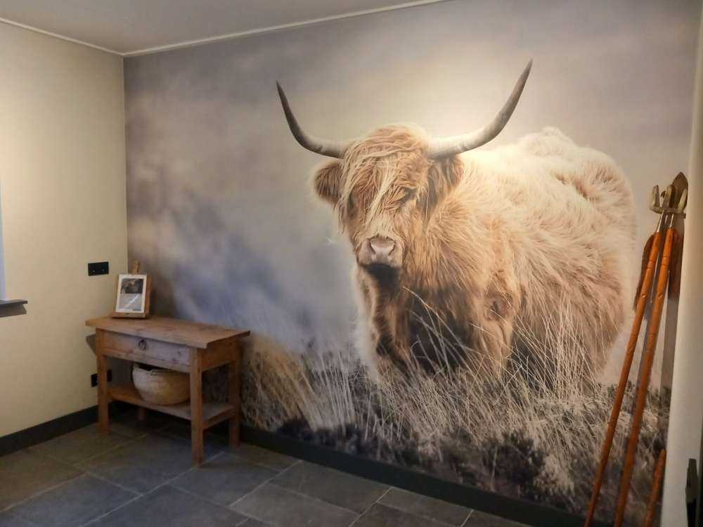 Highlander scozzese in natura