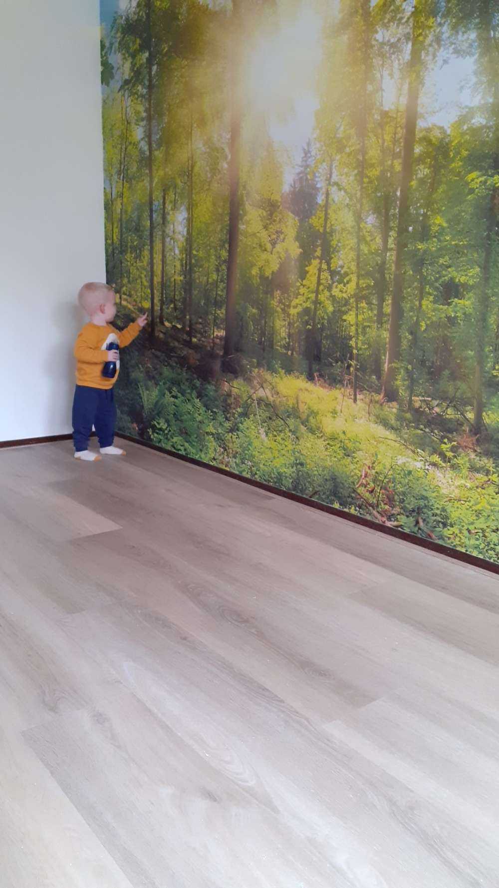 Foresta con raggi di sole