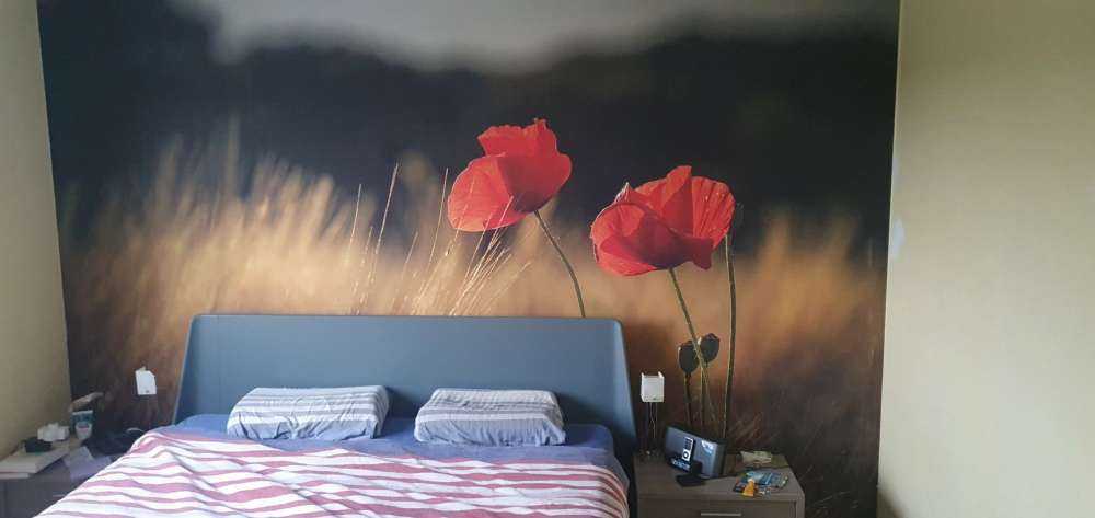 Papaveri in un campo di grano