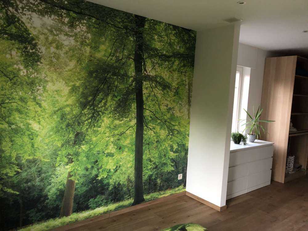 Foresta con nebbia leggera