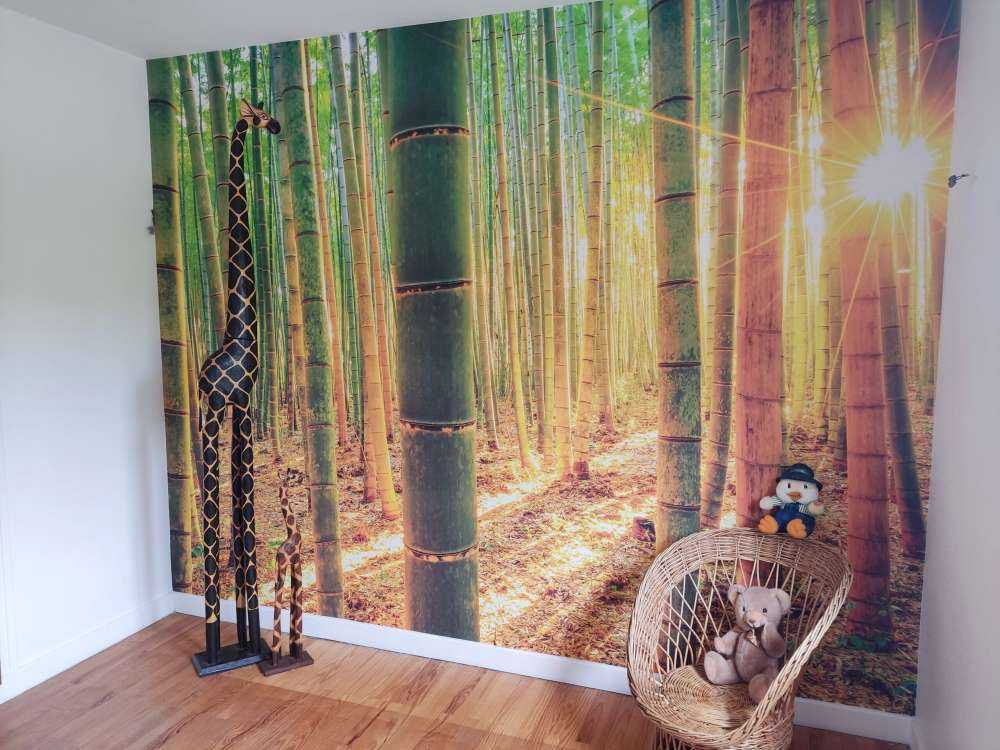 Foresta di bambù all'alba