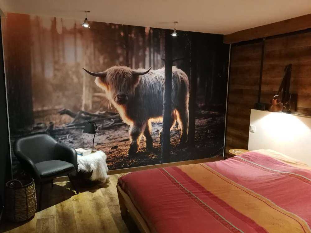 Highlander scozzese bianco