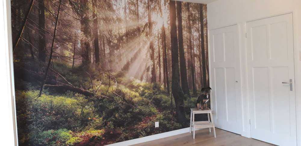 Foresta autunnale con sole