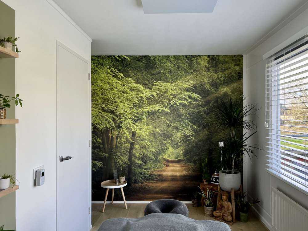 Rospo nella foresta con raggi di sole 