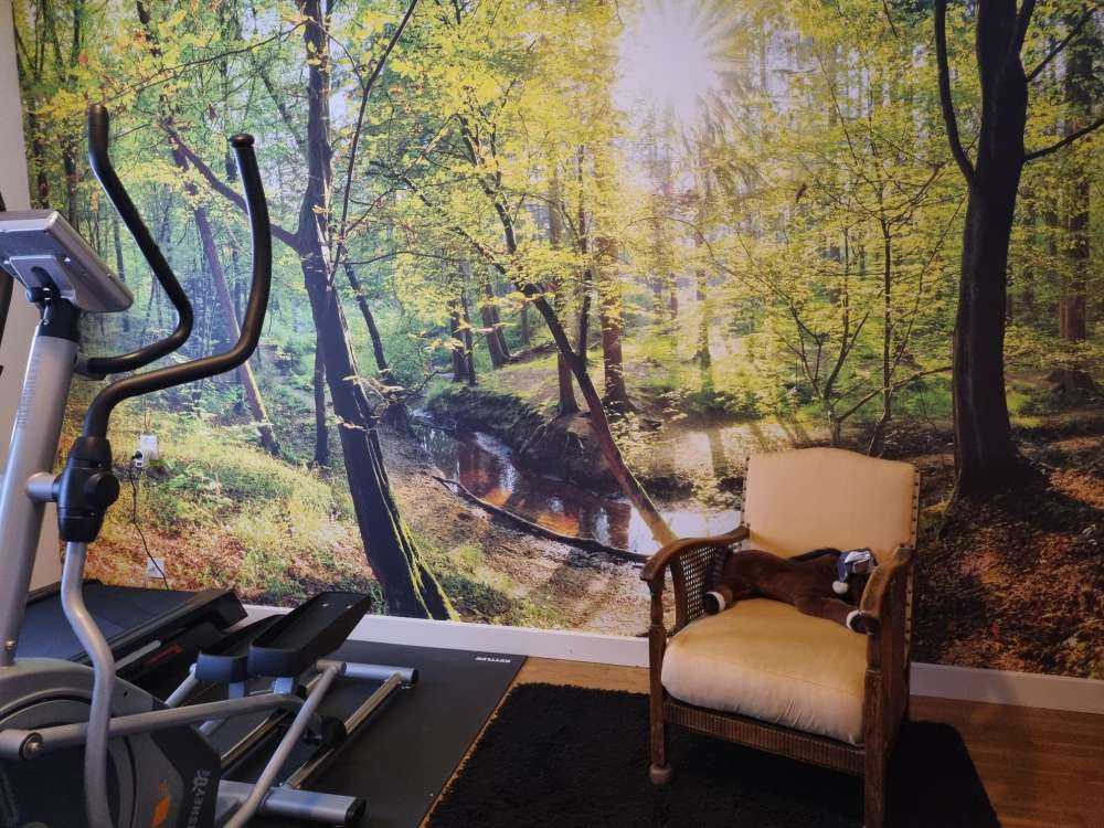 Foresta con un ruscello