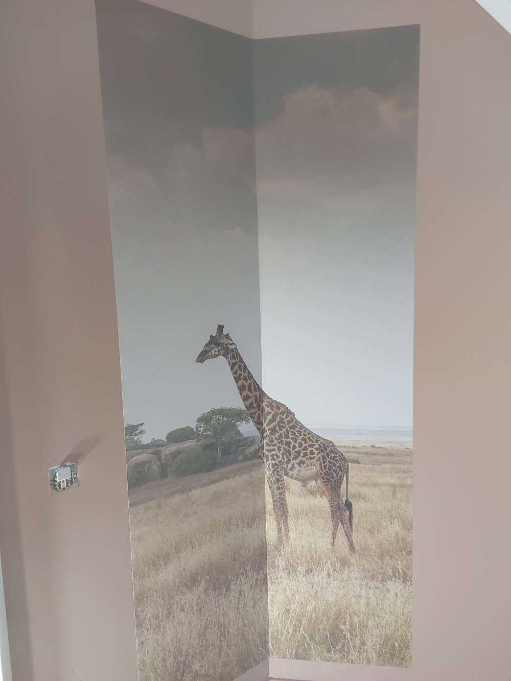 Giraffa su una savana