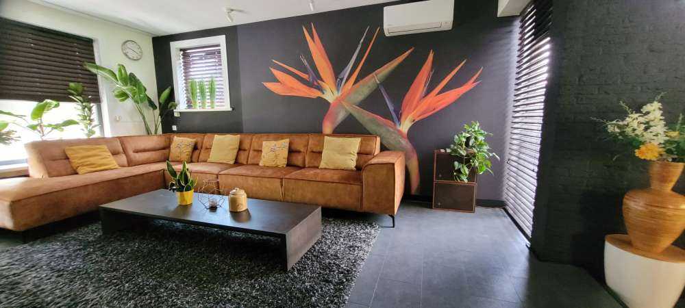 Fiori di uccello del paradiso