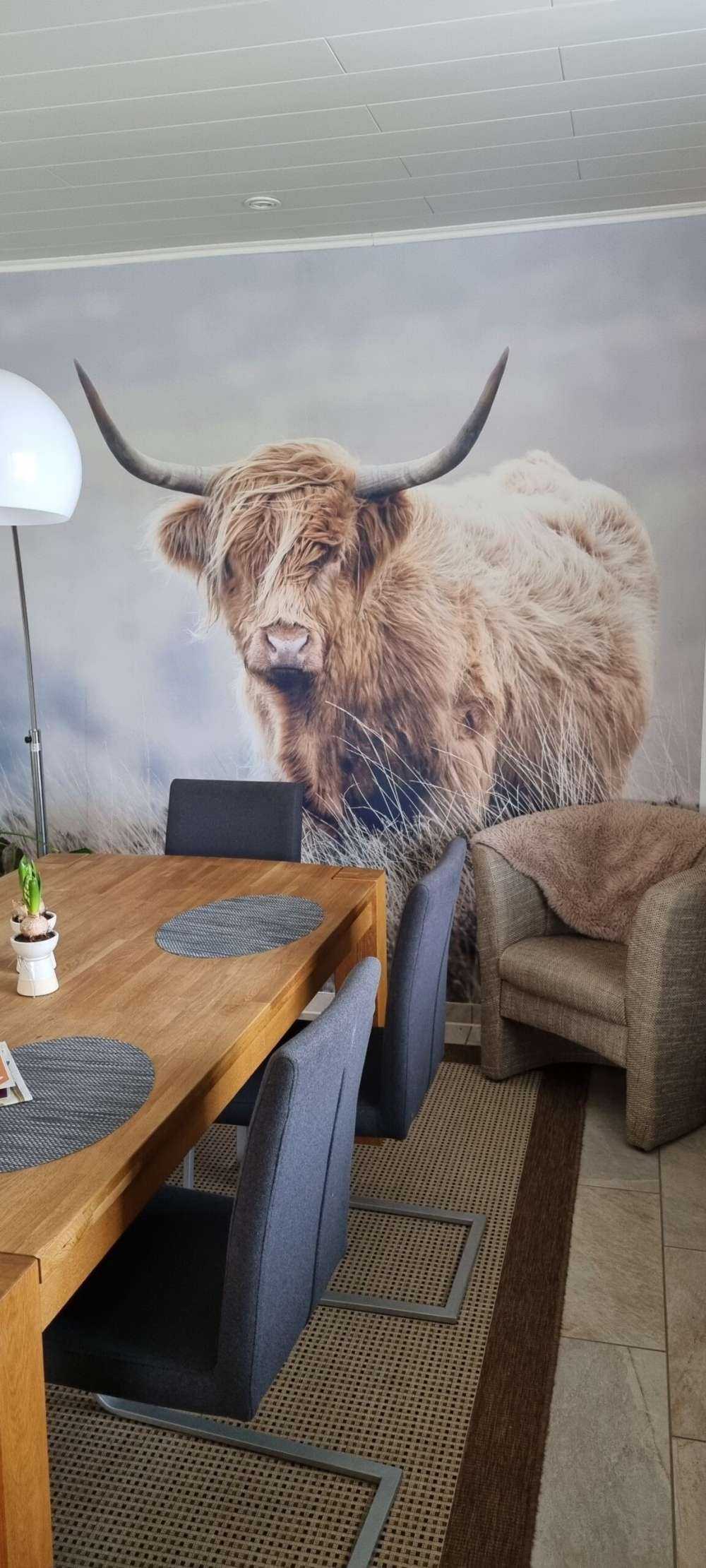 Highlander scozzese in natura