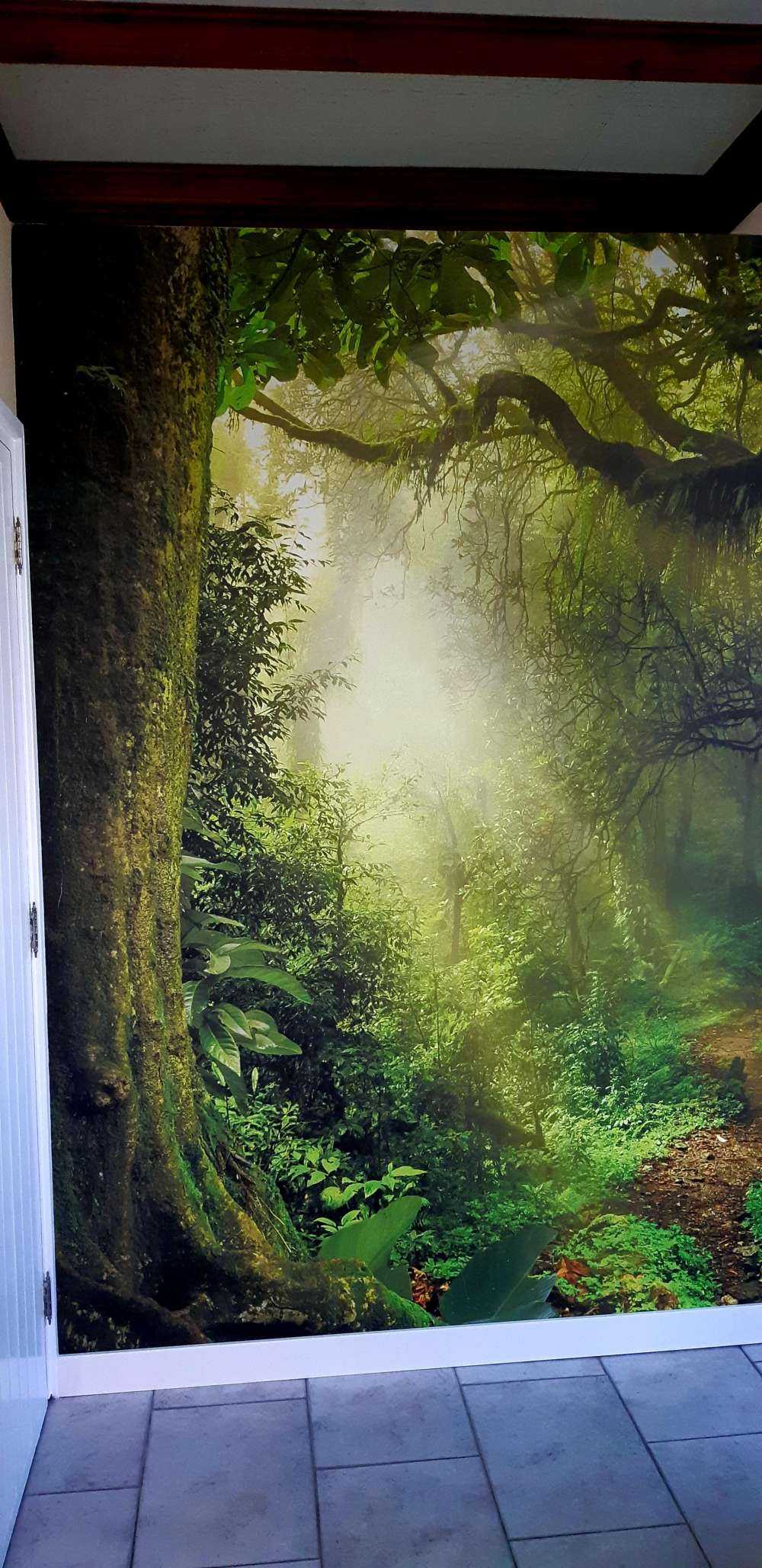 Giungla con raggi di sole