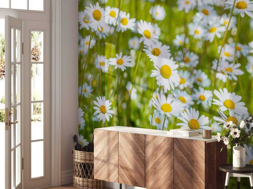 Margherite in un campo