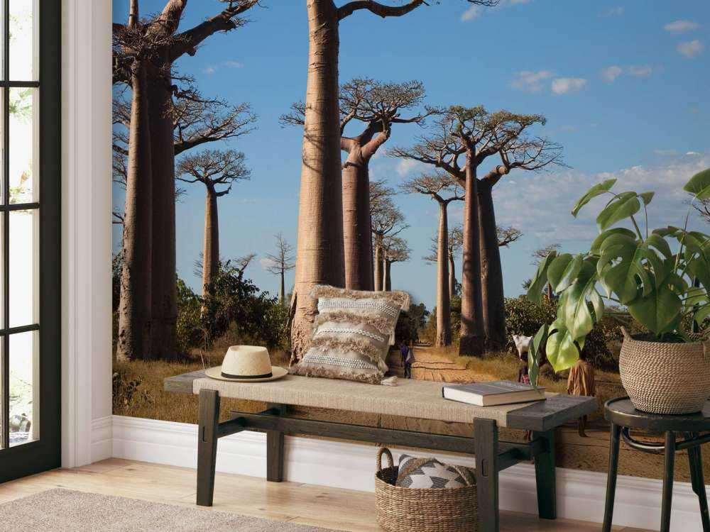 Alberi di baobab