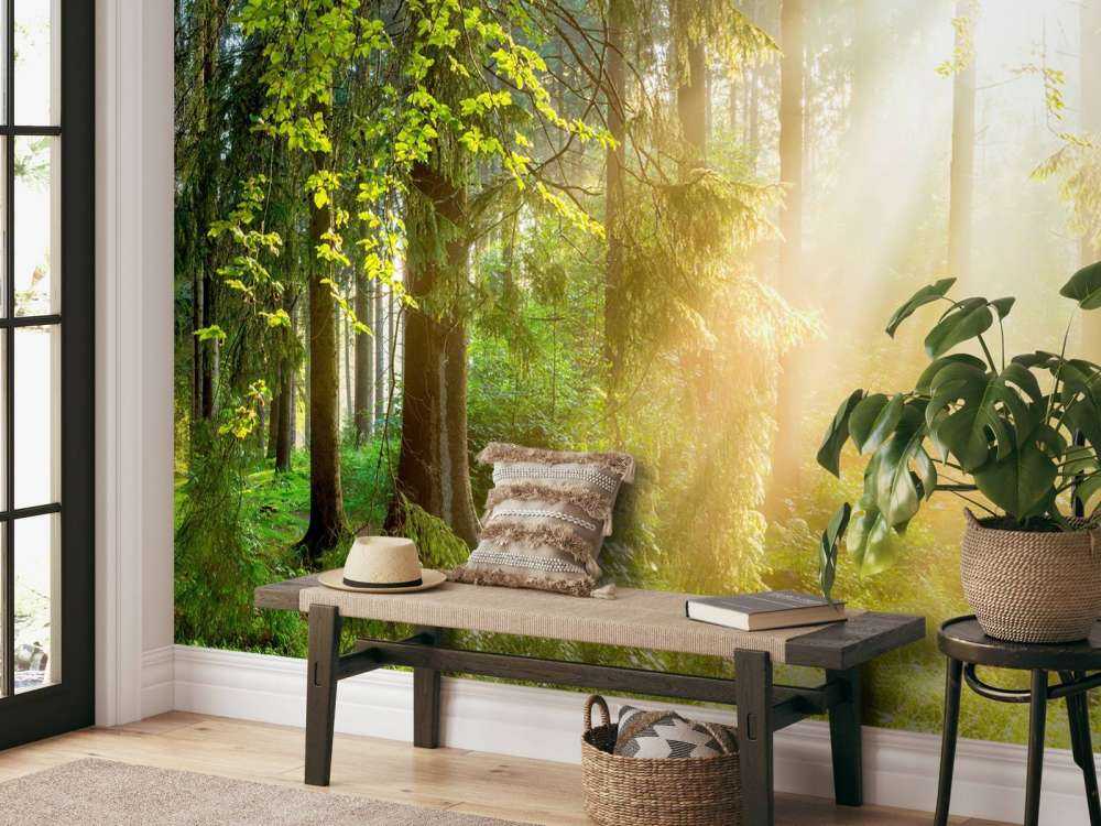 Paesaggio forestale all'alba