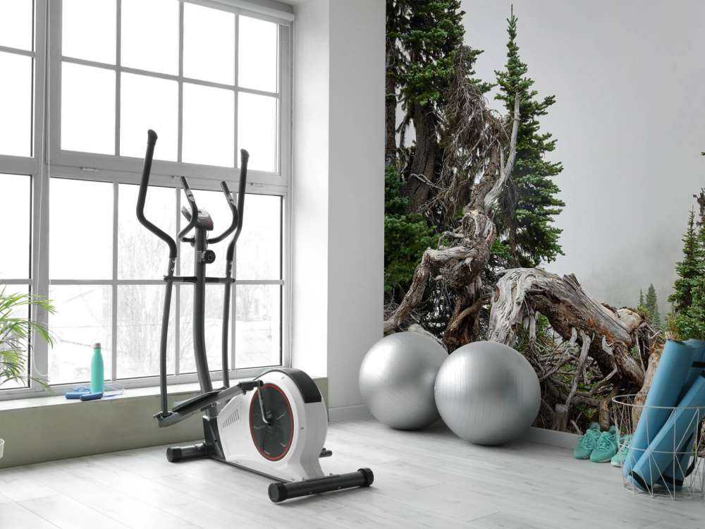 Alberi e vecchi alberi 