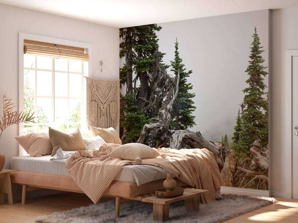 Alberi e vecchi alberi 