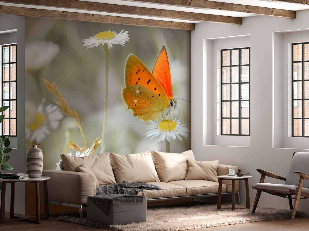 Margherite e farfalla arancione