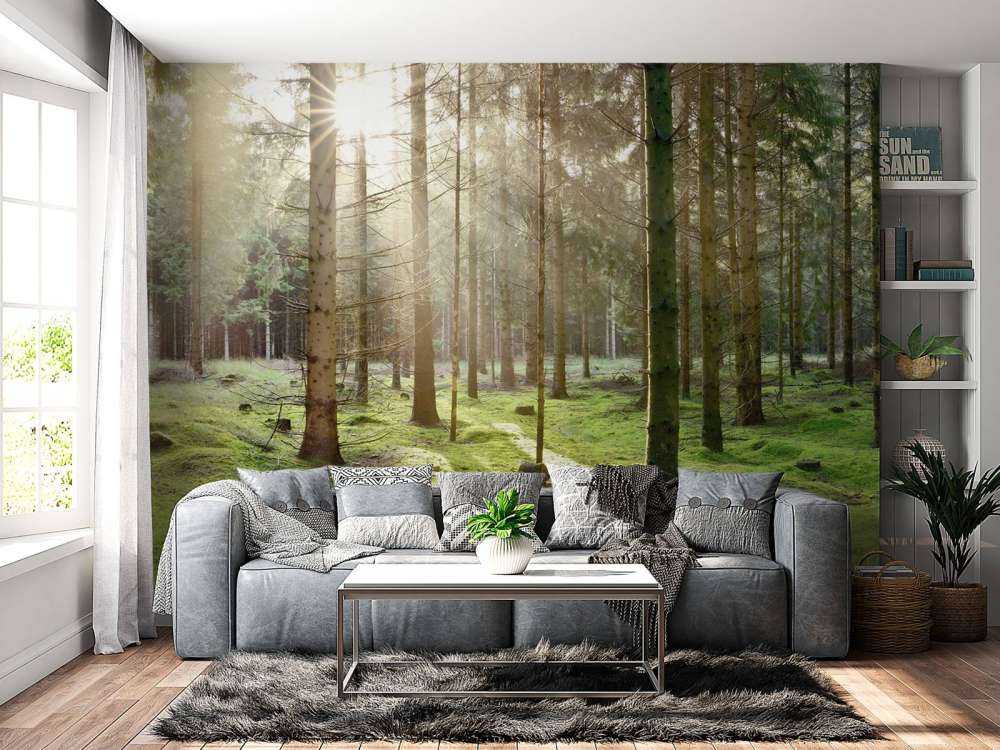 Foresta di conifere con muschio