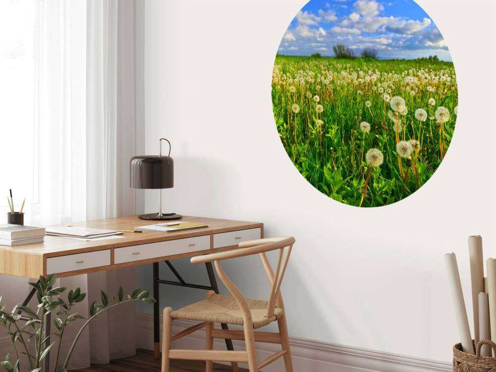 Campo di denti di leone