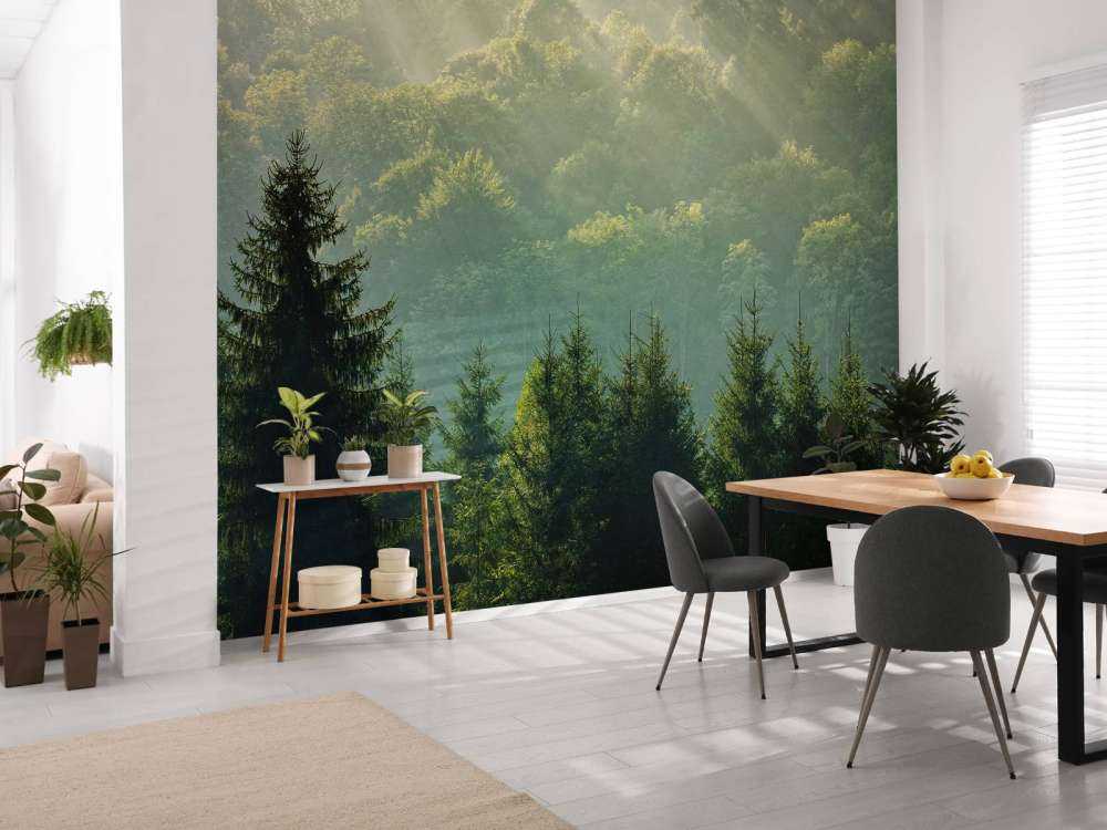 Raggi di sole sulla foresta