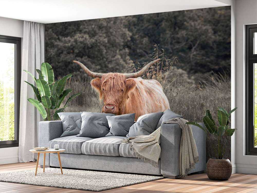 Highlander scozzese in un campo