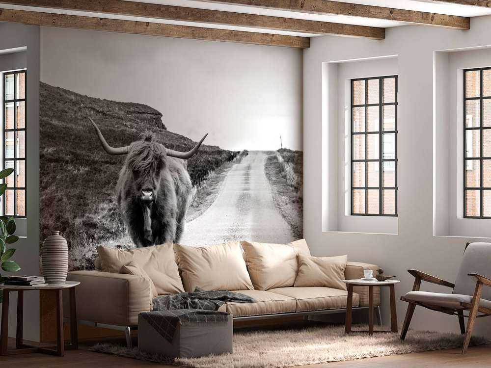 Highlander scozzese su una strada