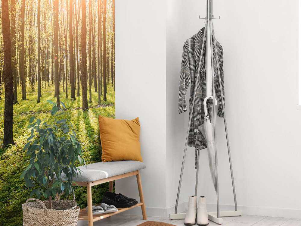 Sole serale in un bosco