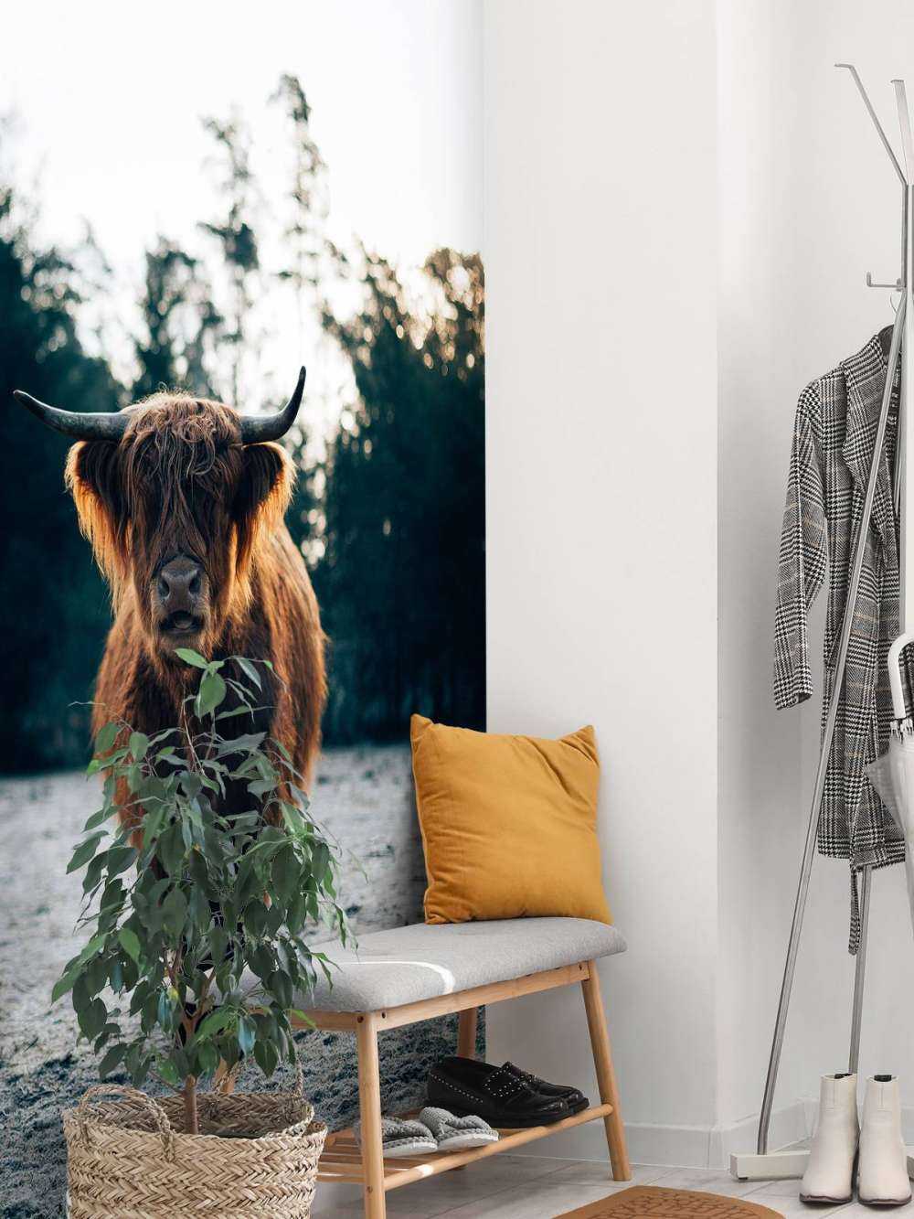 Highlander scozzese al sole del mattino