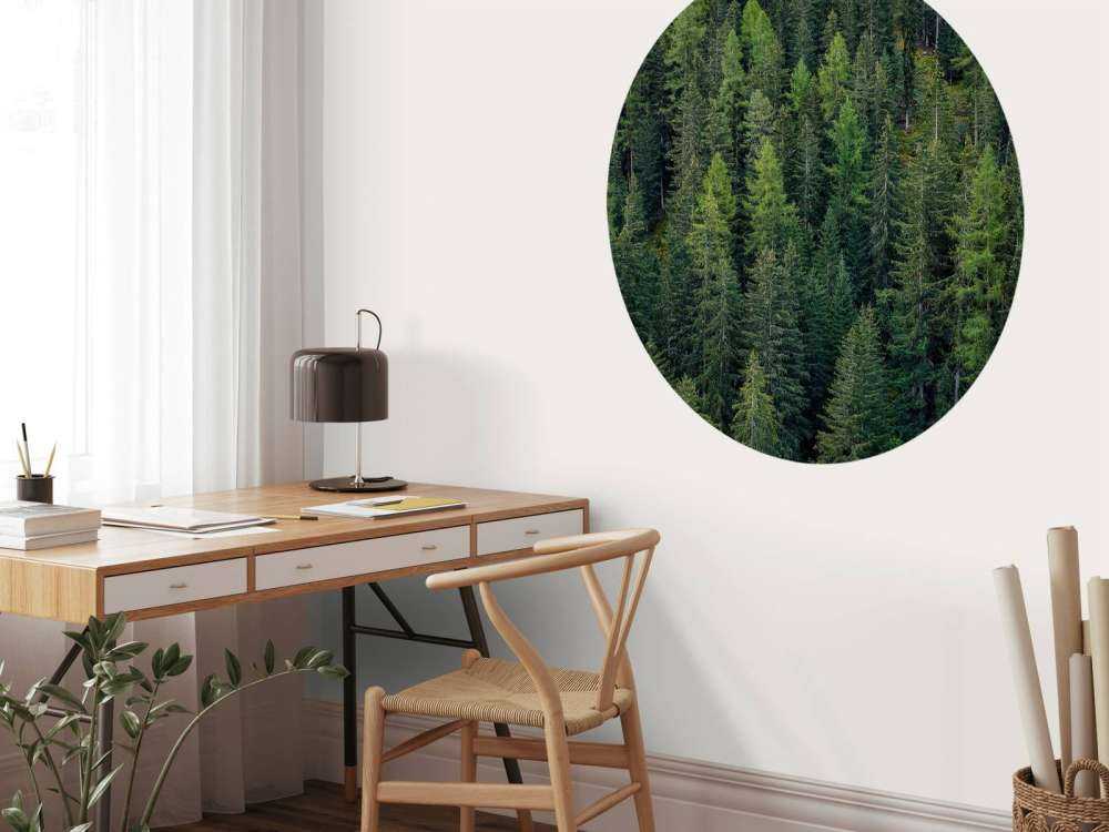 Foresta di abete verde