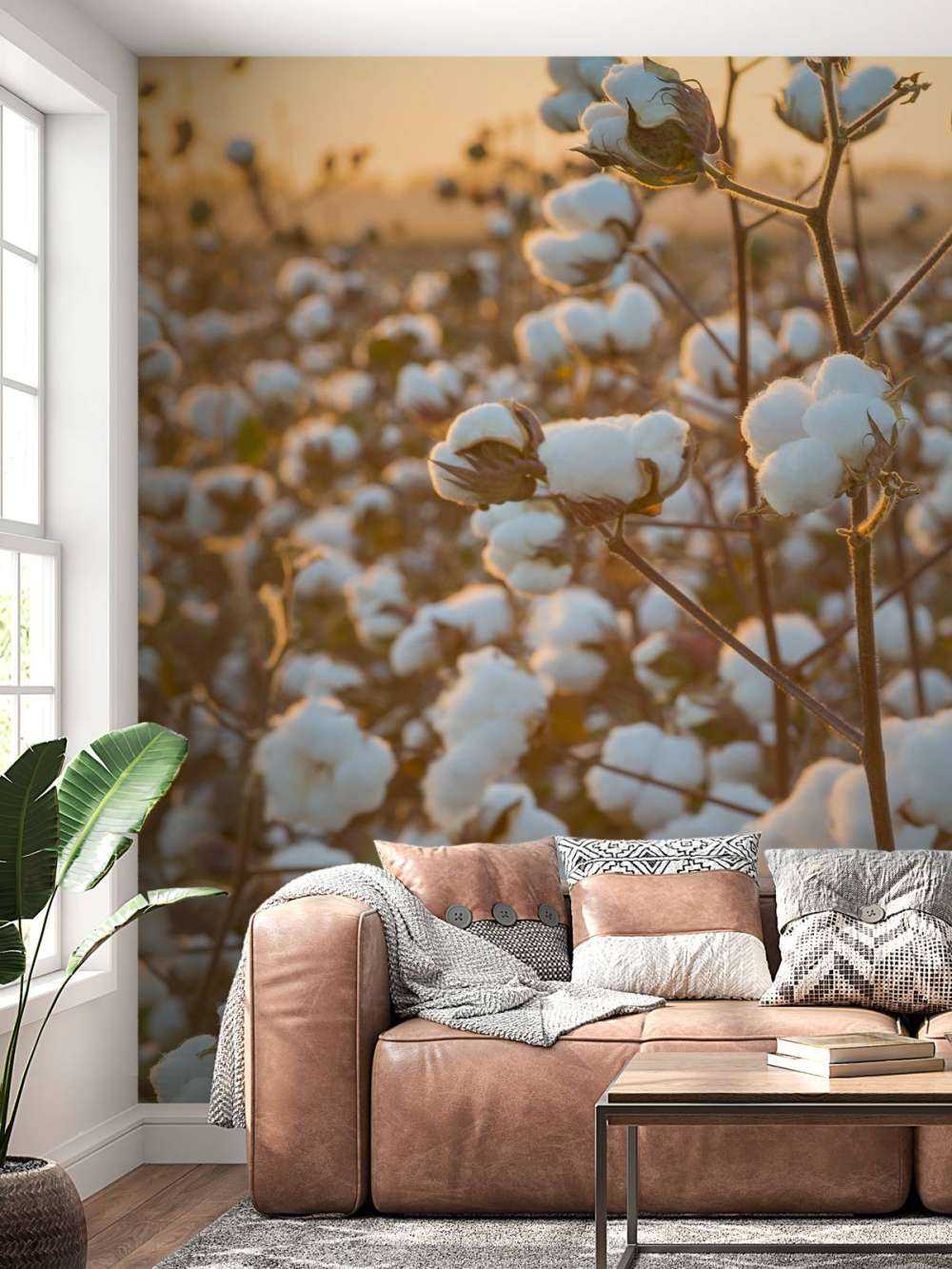 Campo di cotone con cielo giallo dorato