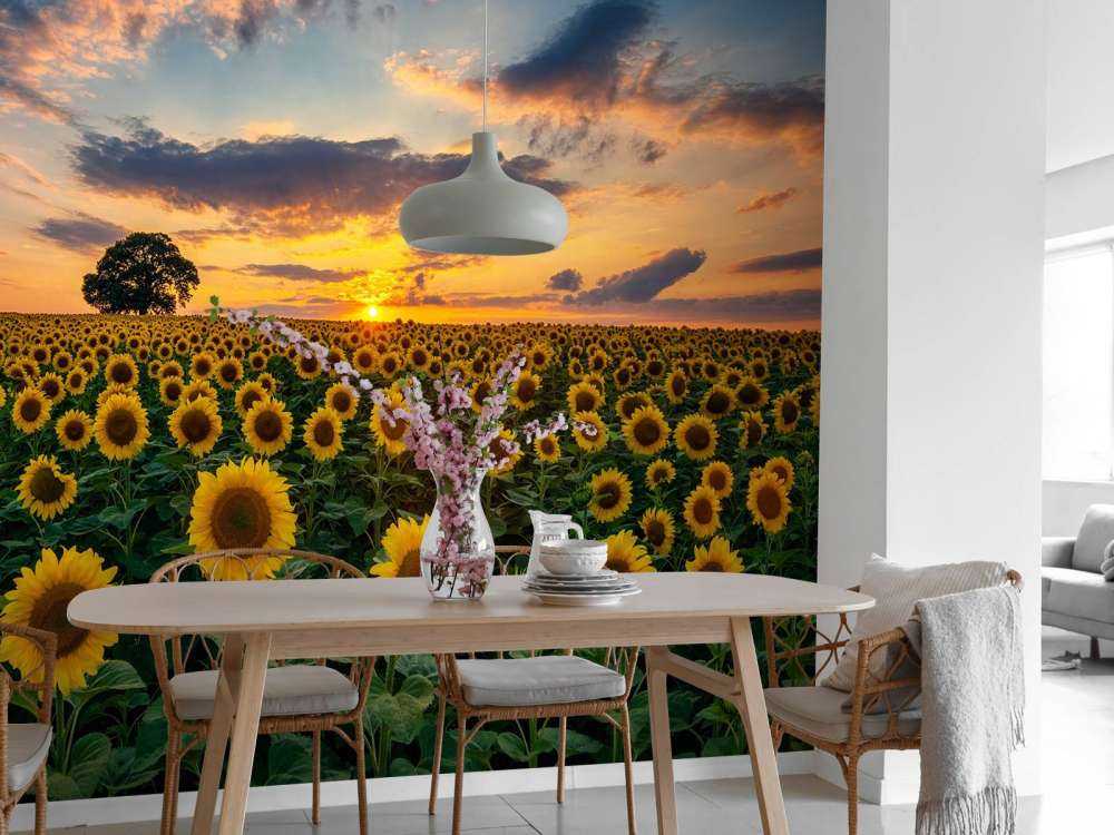 Campo pieno di girasoli