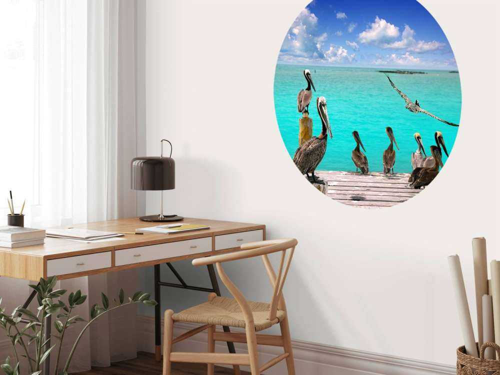 Pellicano dei Caraibi