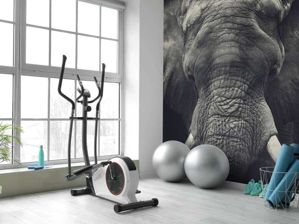 Primo piano di un elefante