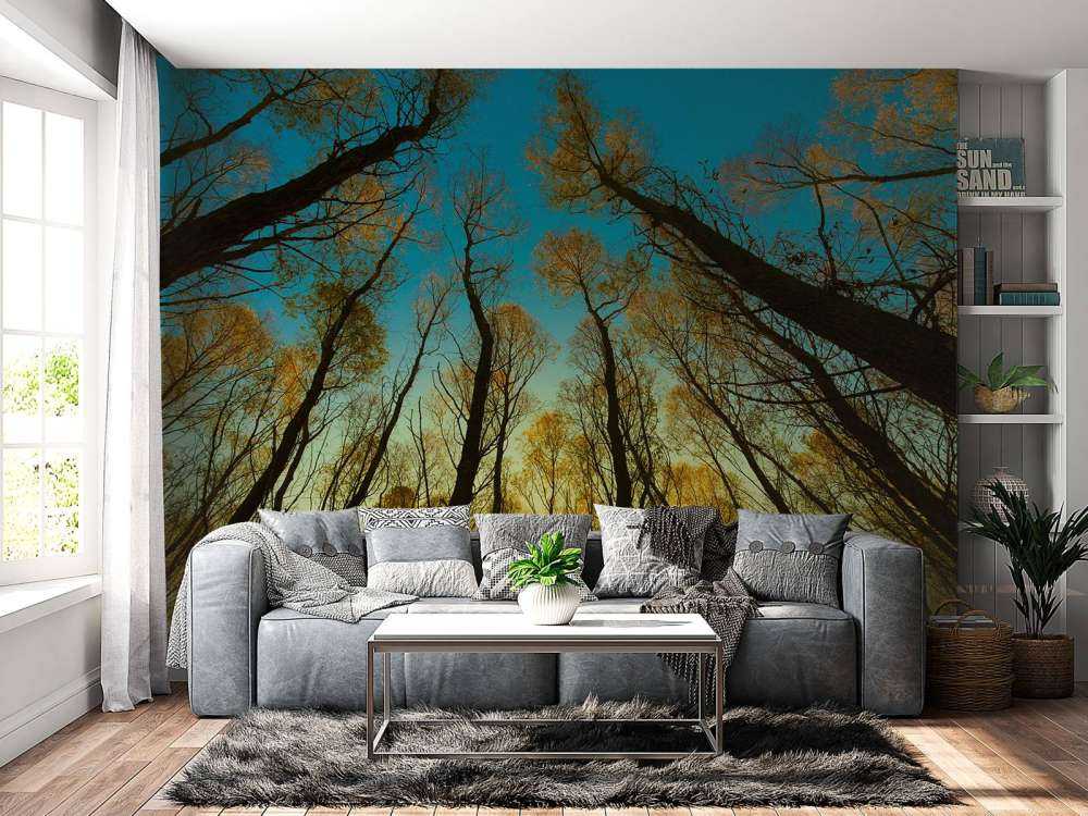 L'alba tra alberi ad alto fusto