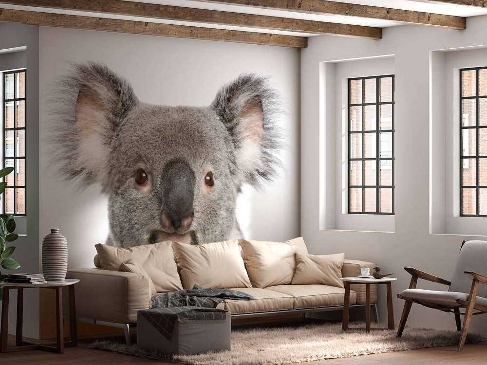 Foto di un koala