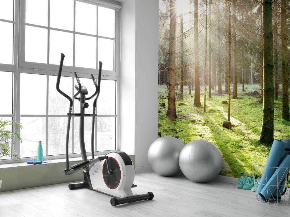 Foresta di conifere con muschio