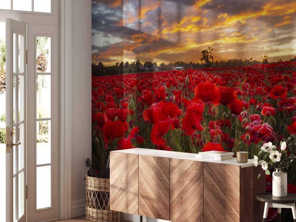 Campo di papaveri con un bel cielo