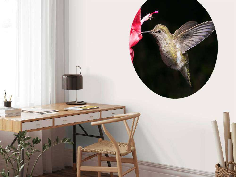 Colibrì con fiore rosso